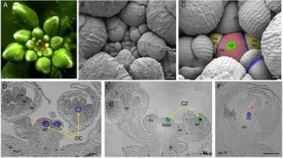 Same Actor in Different Stages: Genes in Shoot Apical Meristem Maintenance and Floral Meristem Determinacy in Arabidopsis